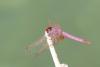 Trithemis annulata